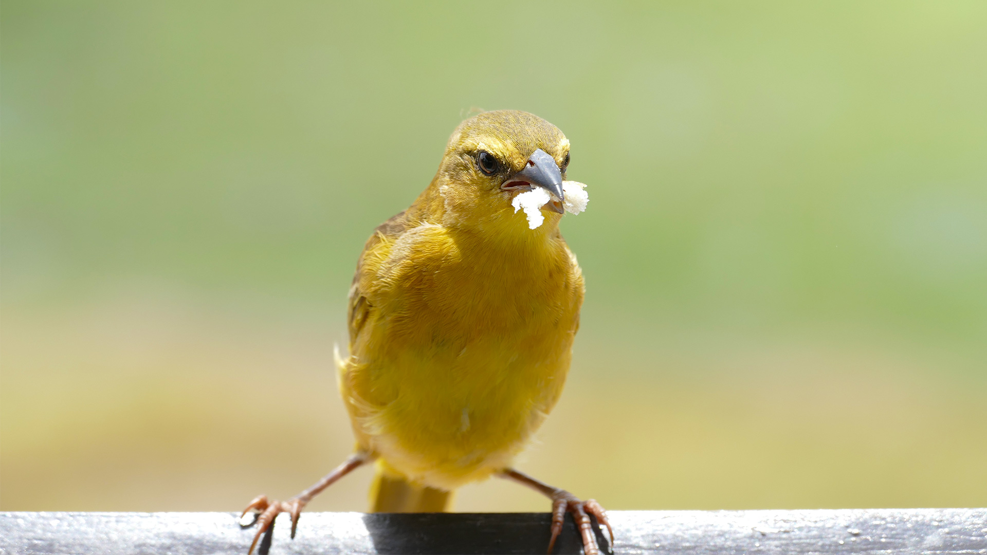 k16_amboseli_49 - Kopie.jpg